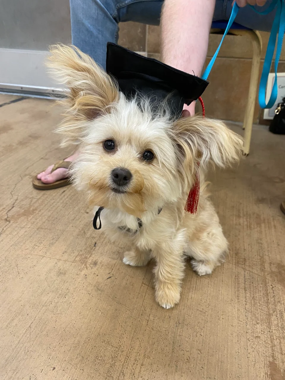 Teddy graduated his puppy training classes