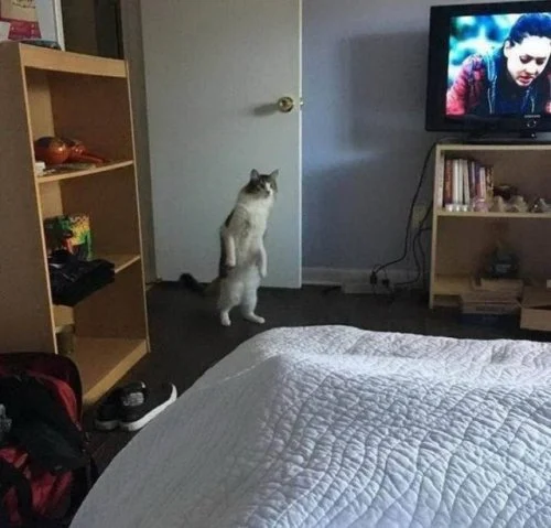 Hey, can I watch TV with you?