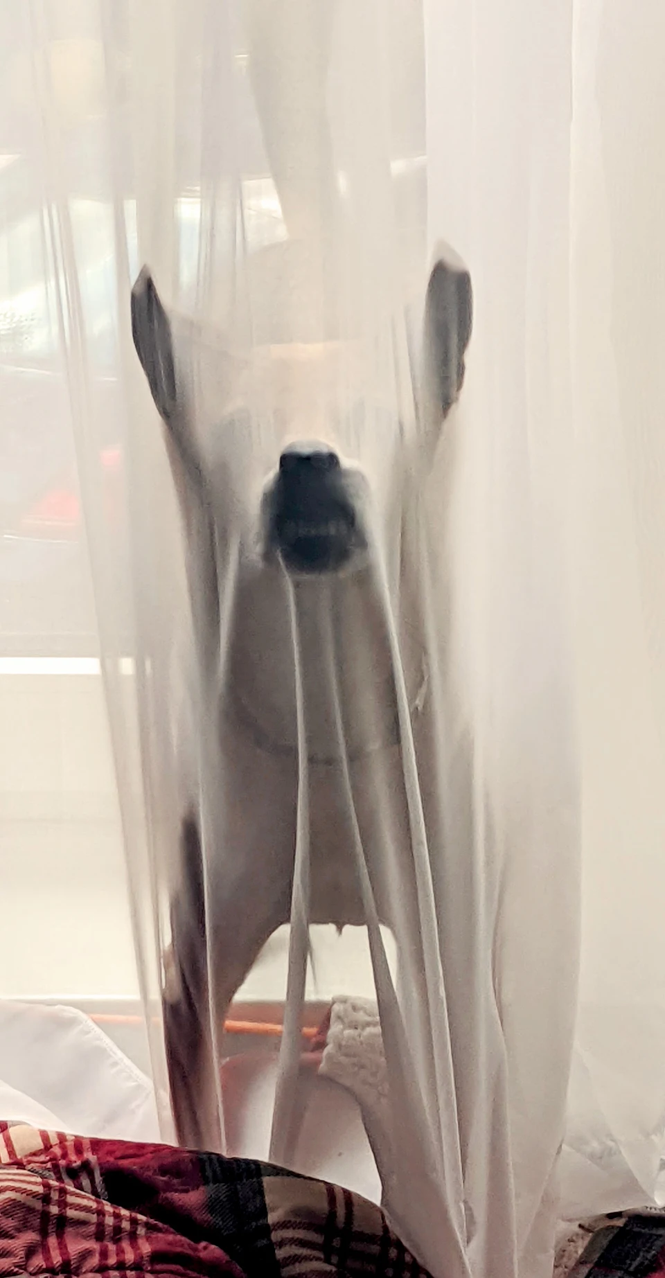 Our pup got stuck in the curtain and stood like this for a while
