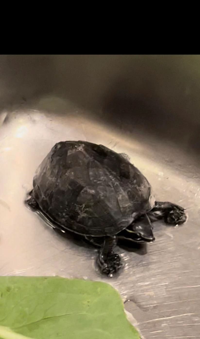 Help me identify this turtle!