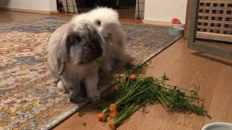 Hooray, it's carrot top day!