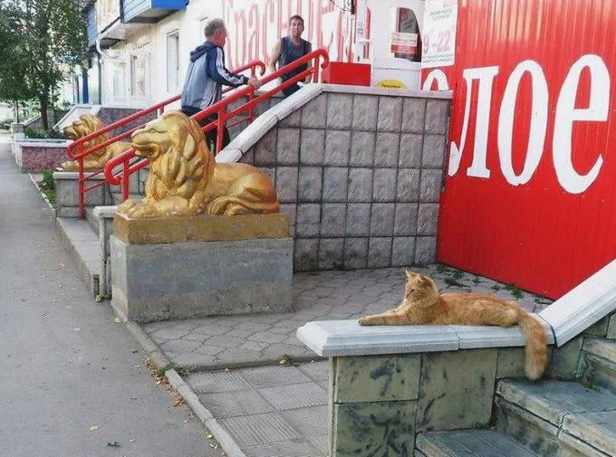golden lion cat