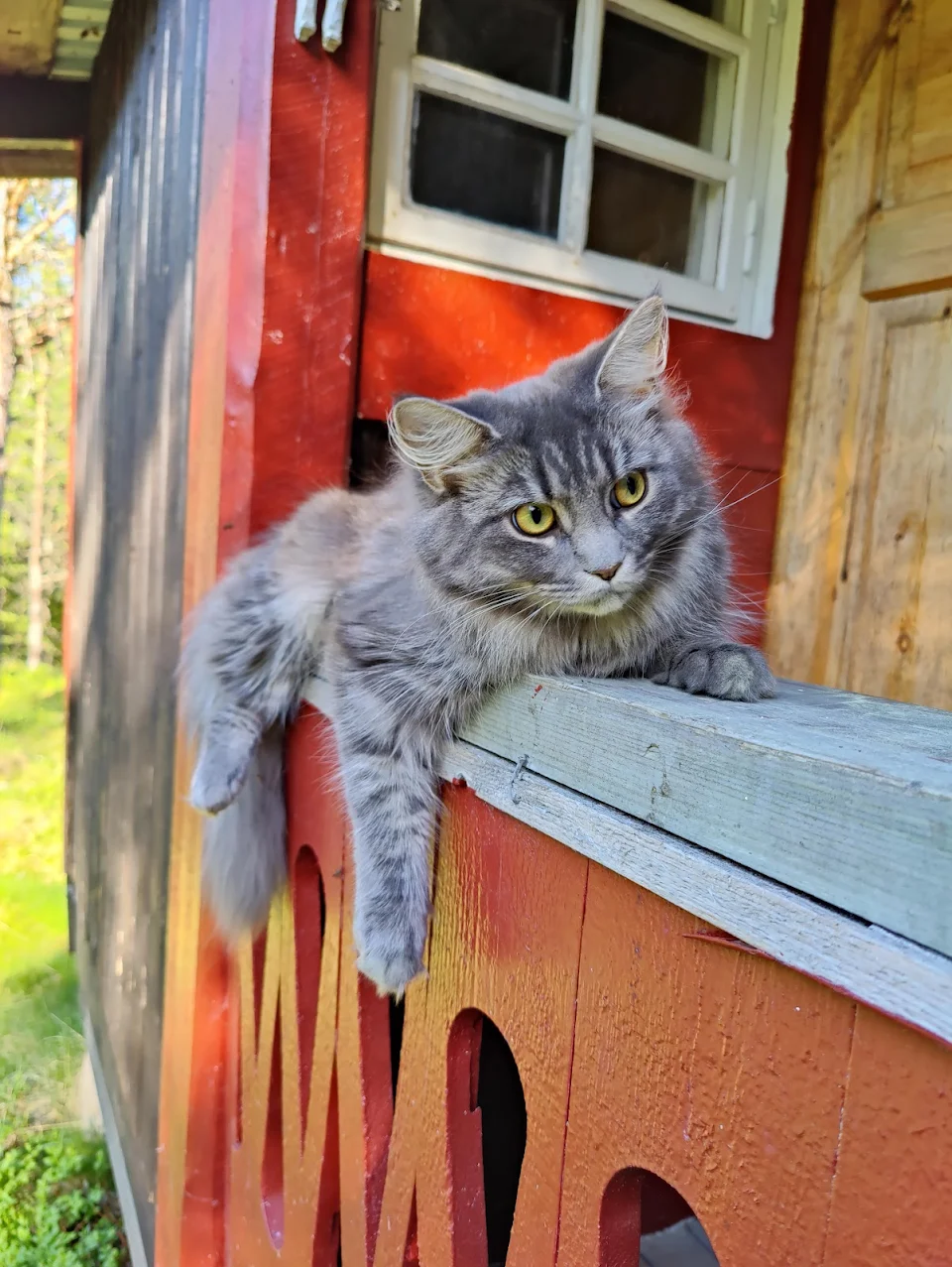 Selma, the cabin cat