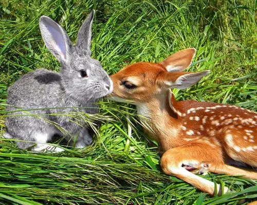 Thumper and Bambi just chilling