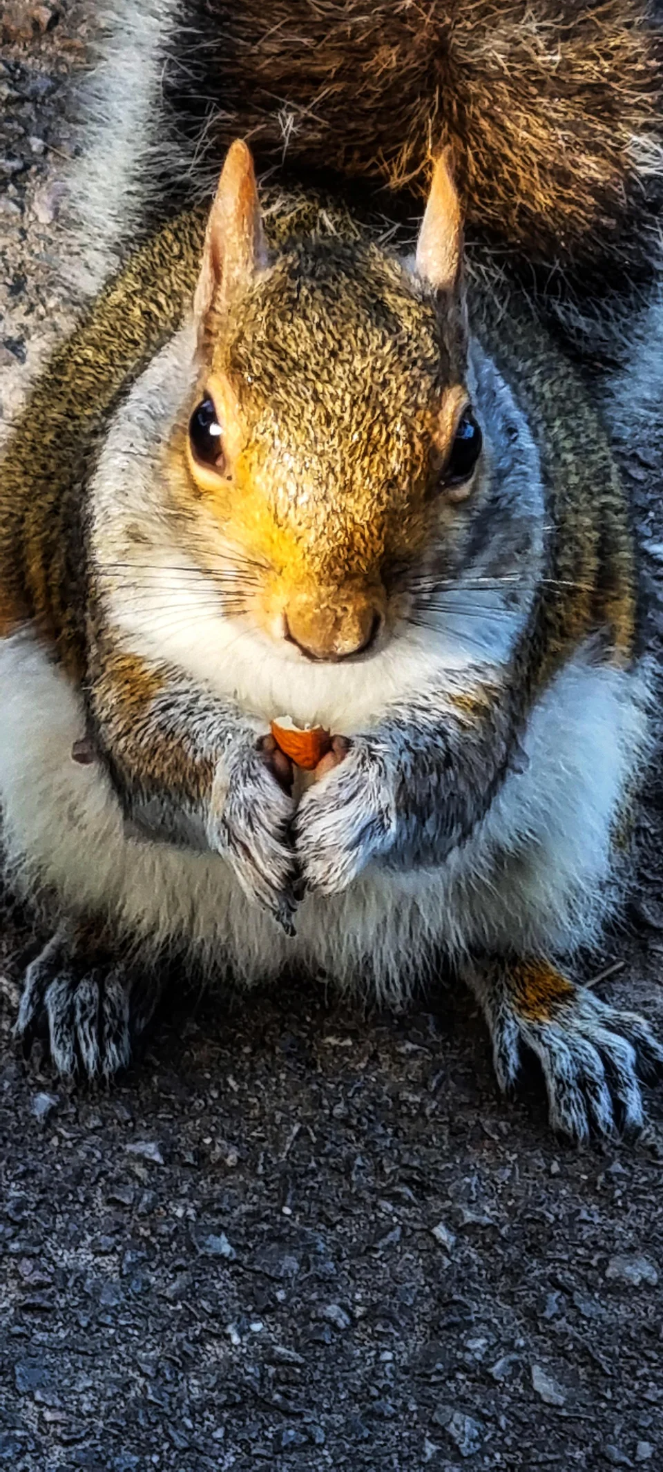 Squirrel having a munch