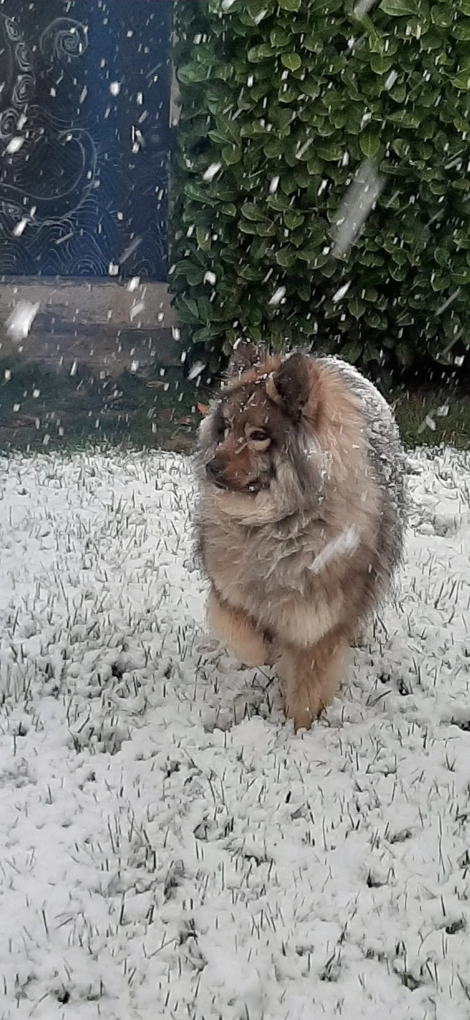 My dog in the snow