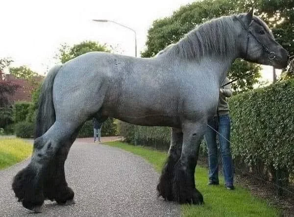 That's a lot of horse.