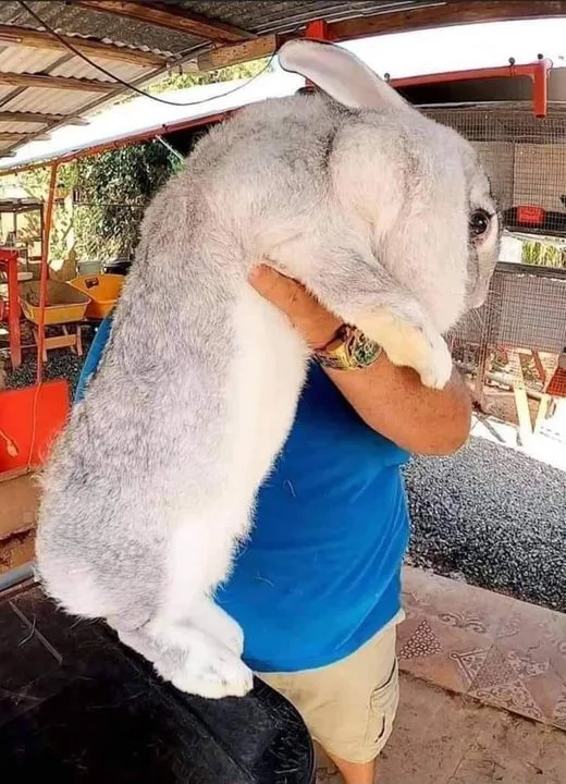 Flemish Giant Rabbit Very large breed of domestic rabbit 🐇 🐰