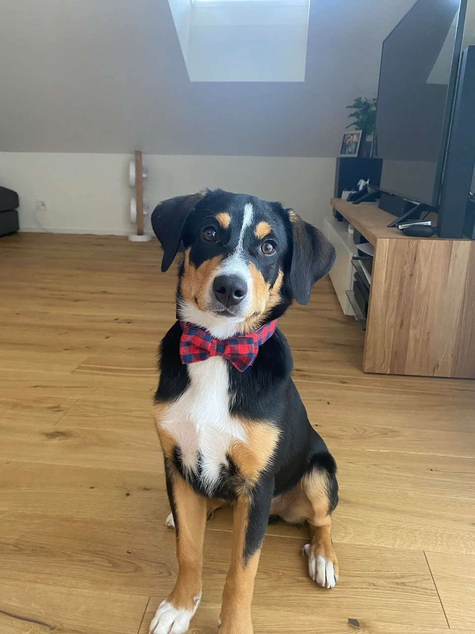This is our good boy Sam. He’s 18 weeks old and would like to show you his new bowtie.