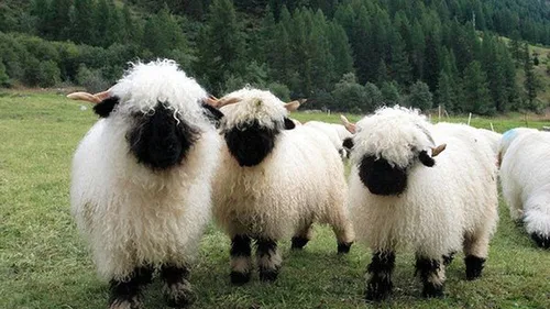 Blacknose Sheep. Fluffy.