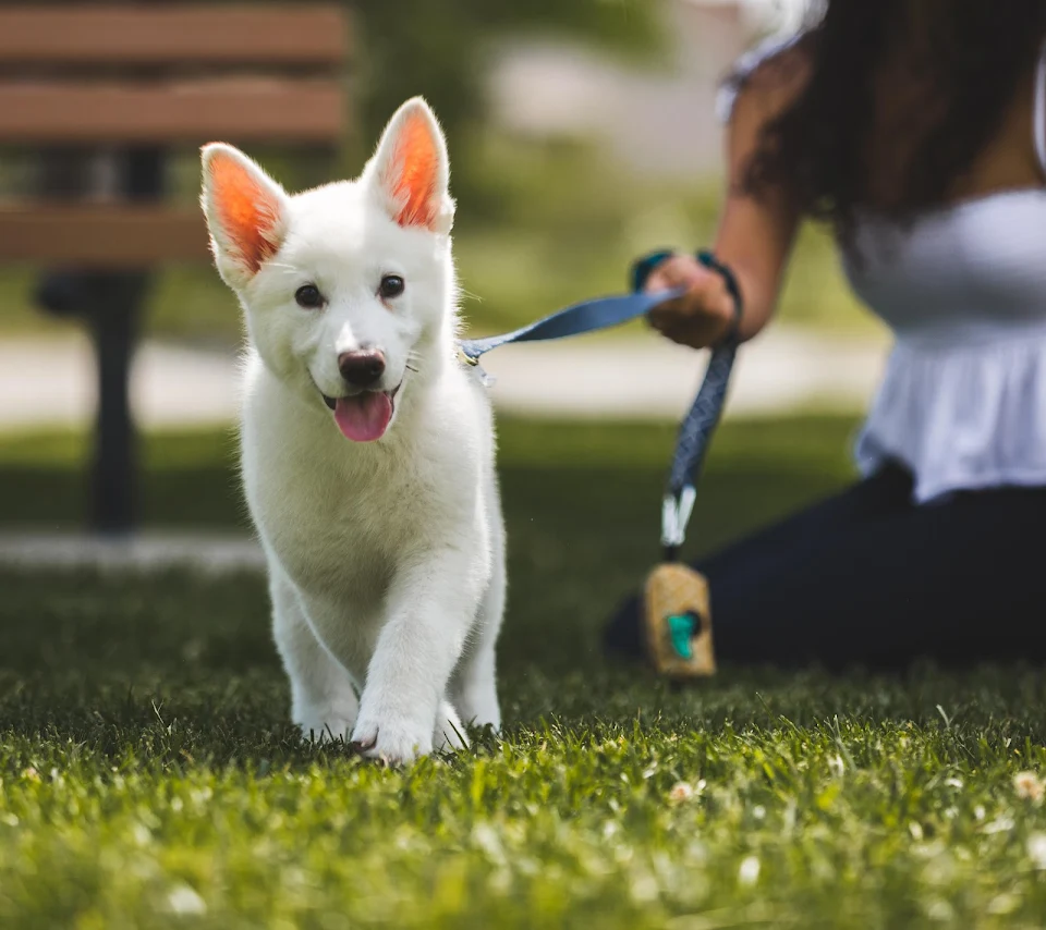 This is Gunnar! He is a white German Shepherd. He loves the park!