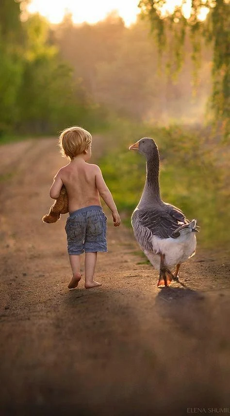 A Little Boy And His Goose