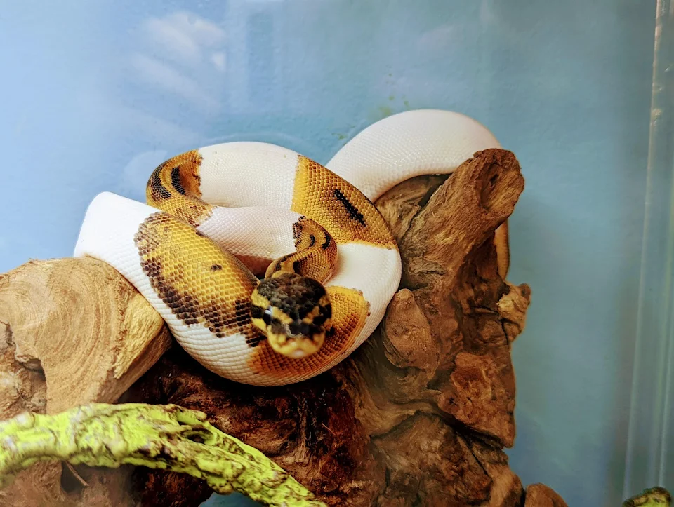 [Snake Warning] I just thought this pic of my baby ball python Juniper was kinda neat.