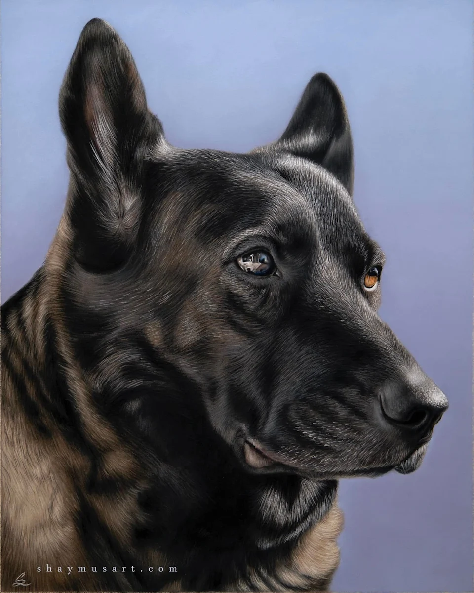 Most recent pet portrait, created using soft pastels & pastel pencils 40x50cm.