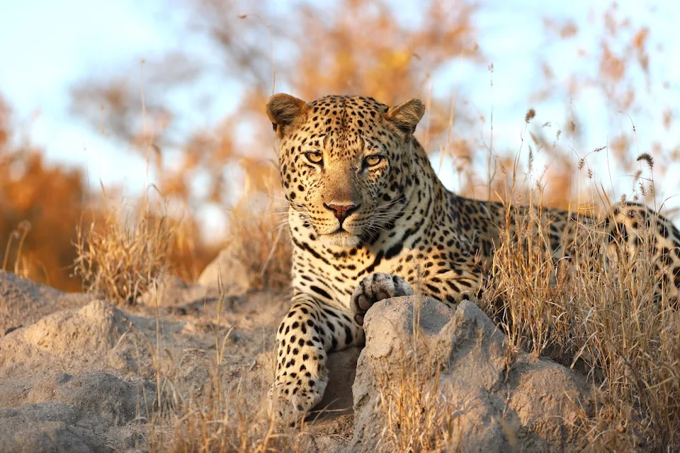 a Photo of a leopard in South Africa