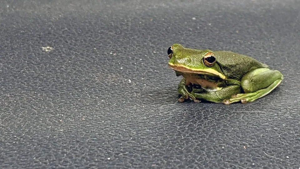 Found a frog enjoying the warm hot tub cover