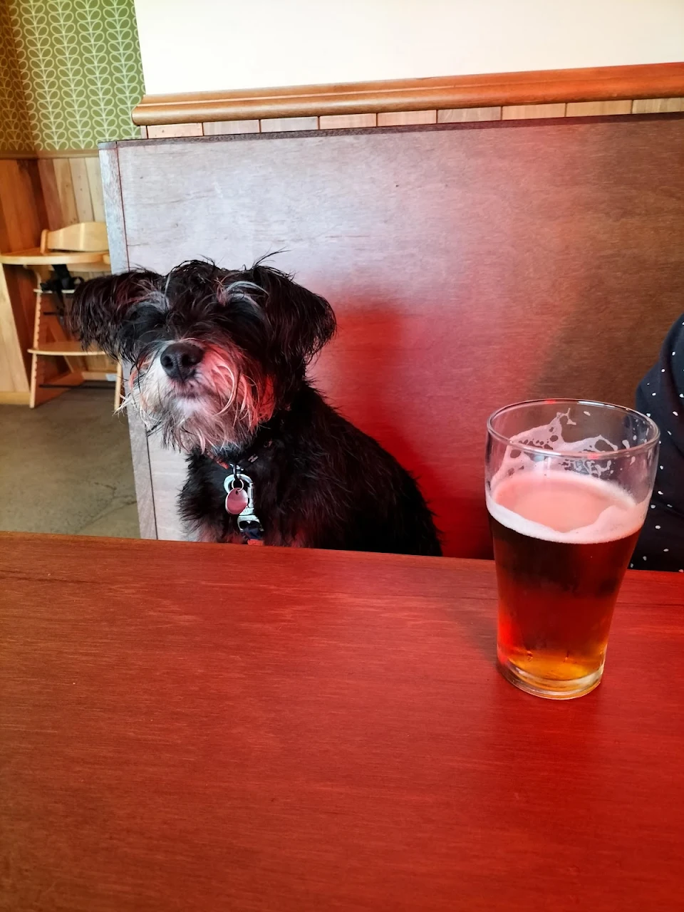 I bought my dog with me to the bar