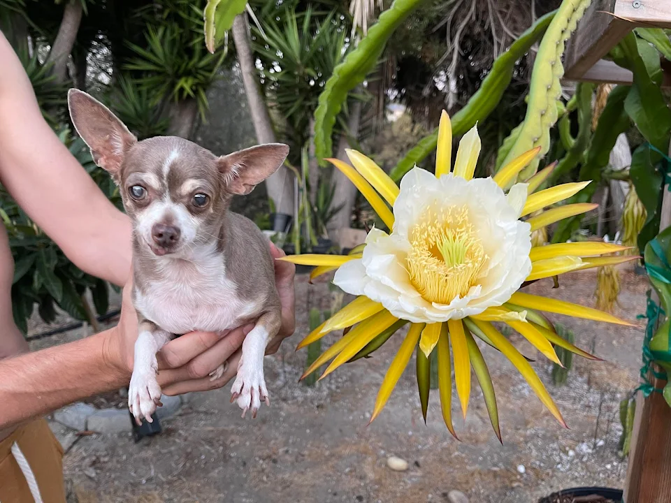 a dragonfruit flower with a chihuahua for size