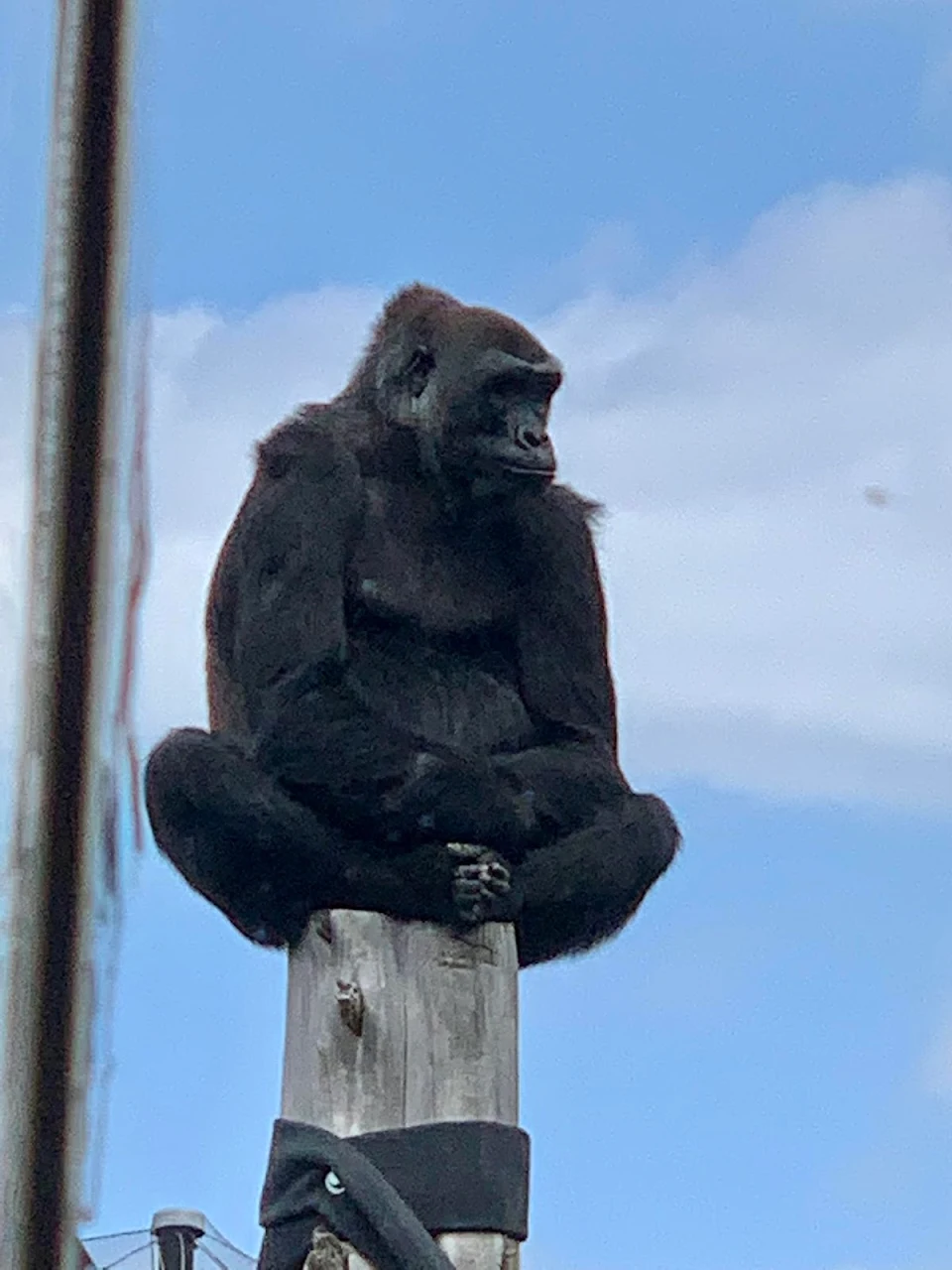 Gorilla on a pole