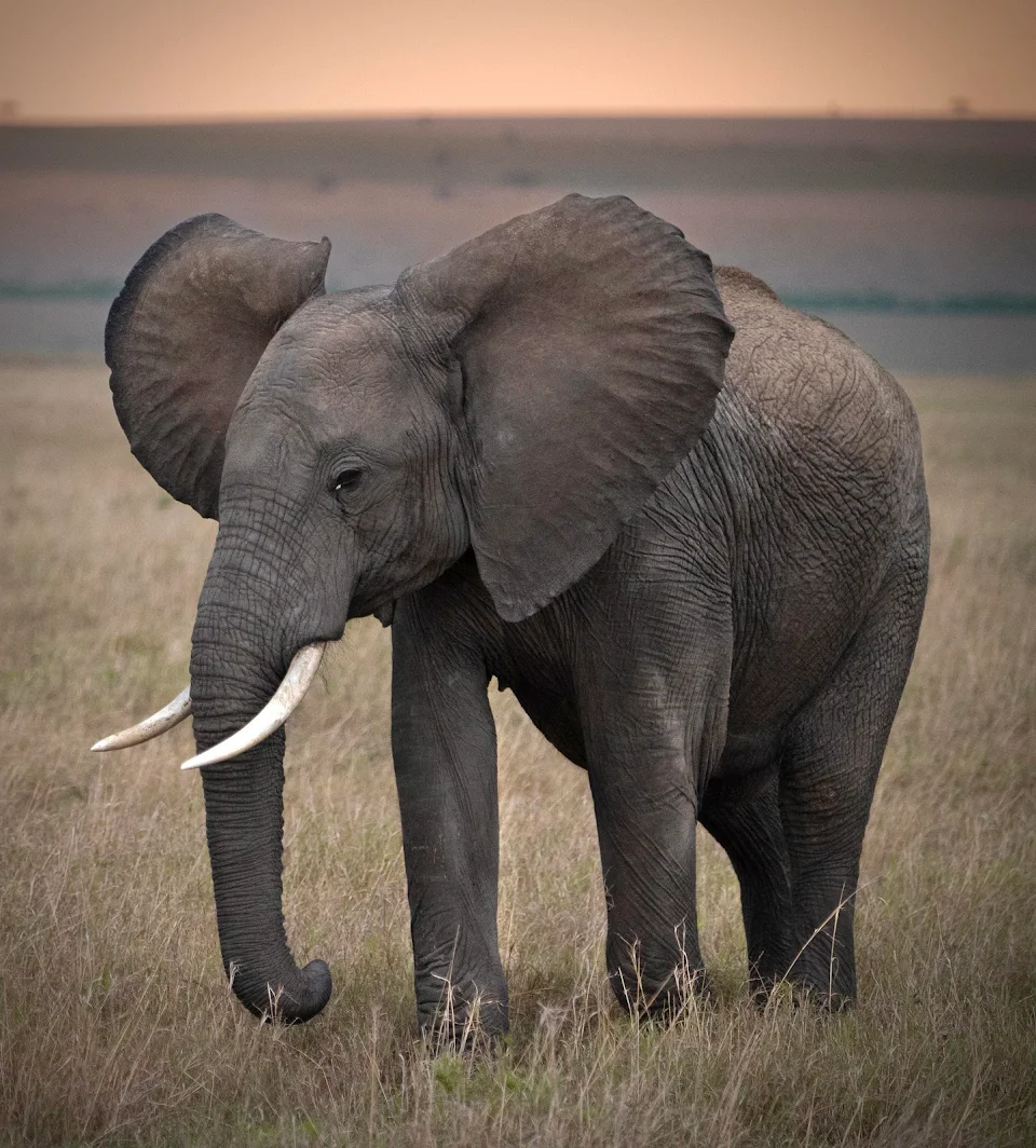 An Elephant posing for me in Masai Mara, Kenya.
