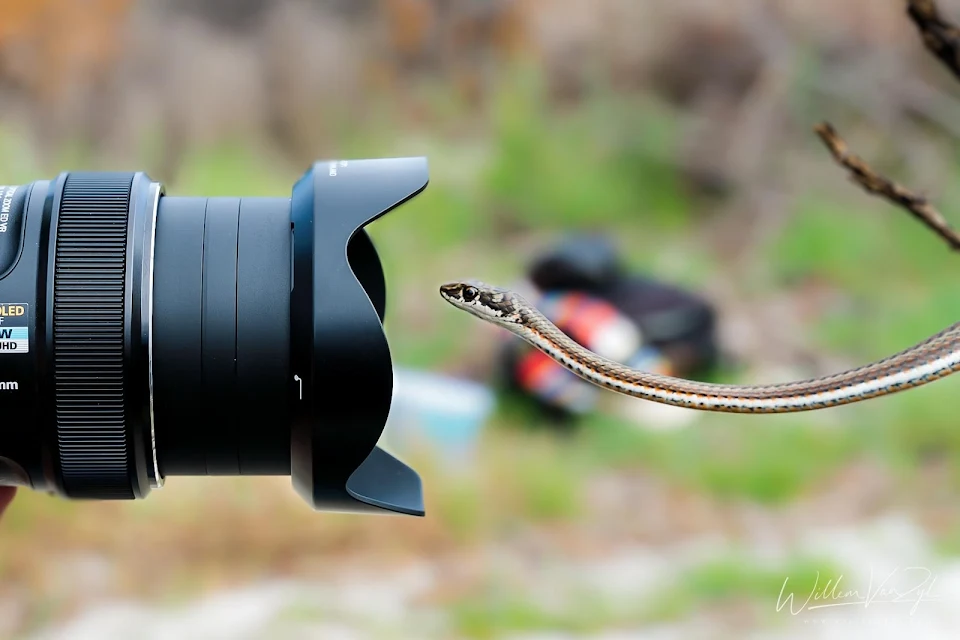 Photographing a Karoo Sand Snake (Psammophis notostictus)