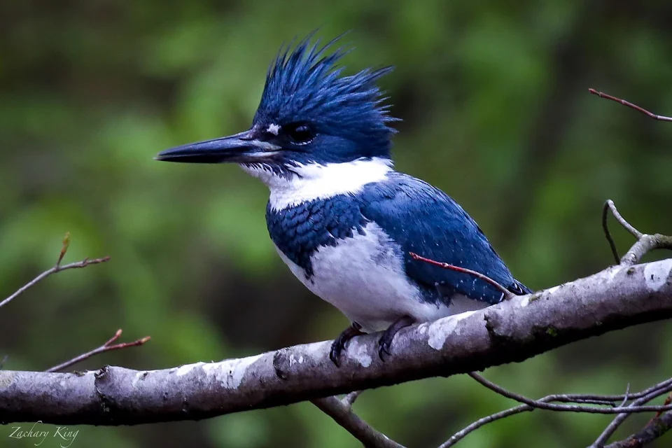The elusive Belted kingfisher in my backyard