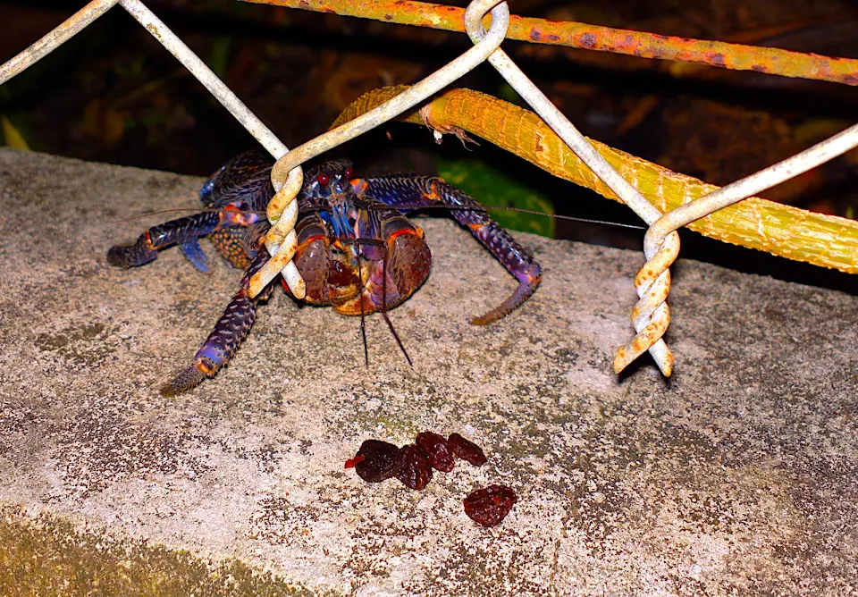 Endangered Baby Coconut Crab Eating Raisins