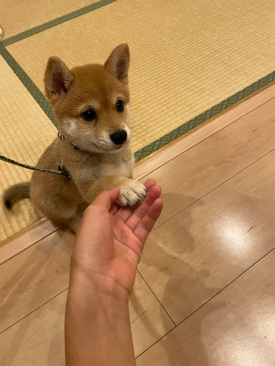 doggo handshake