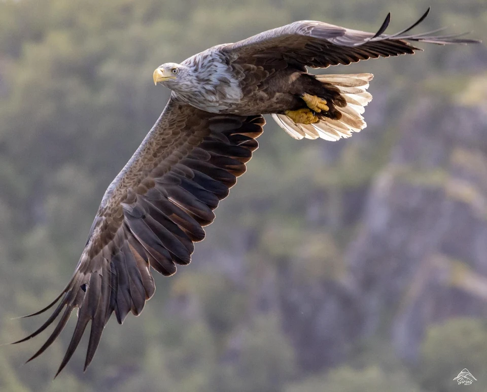 White Tailed Eagle (Sea Eagle) in Flight