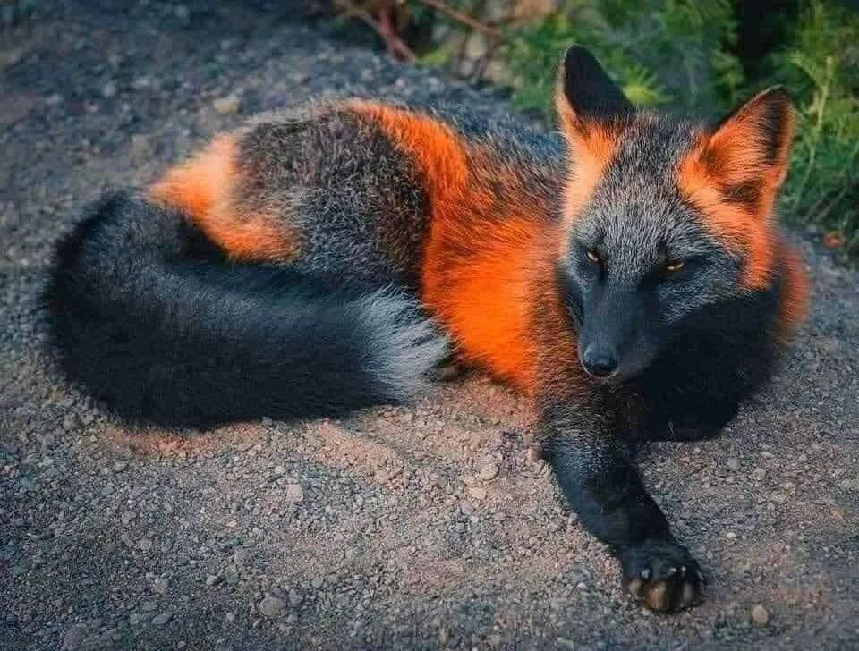A melanistic fox, one of the rarest animals in the world