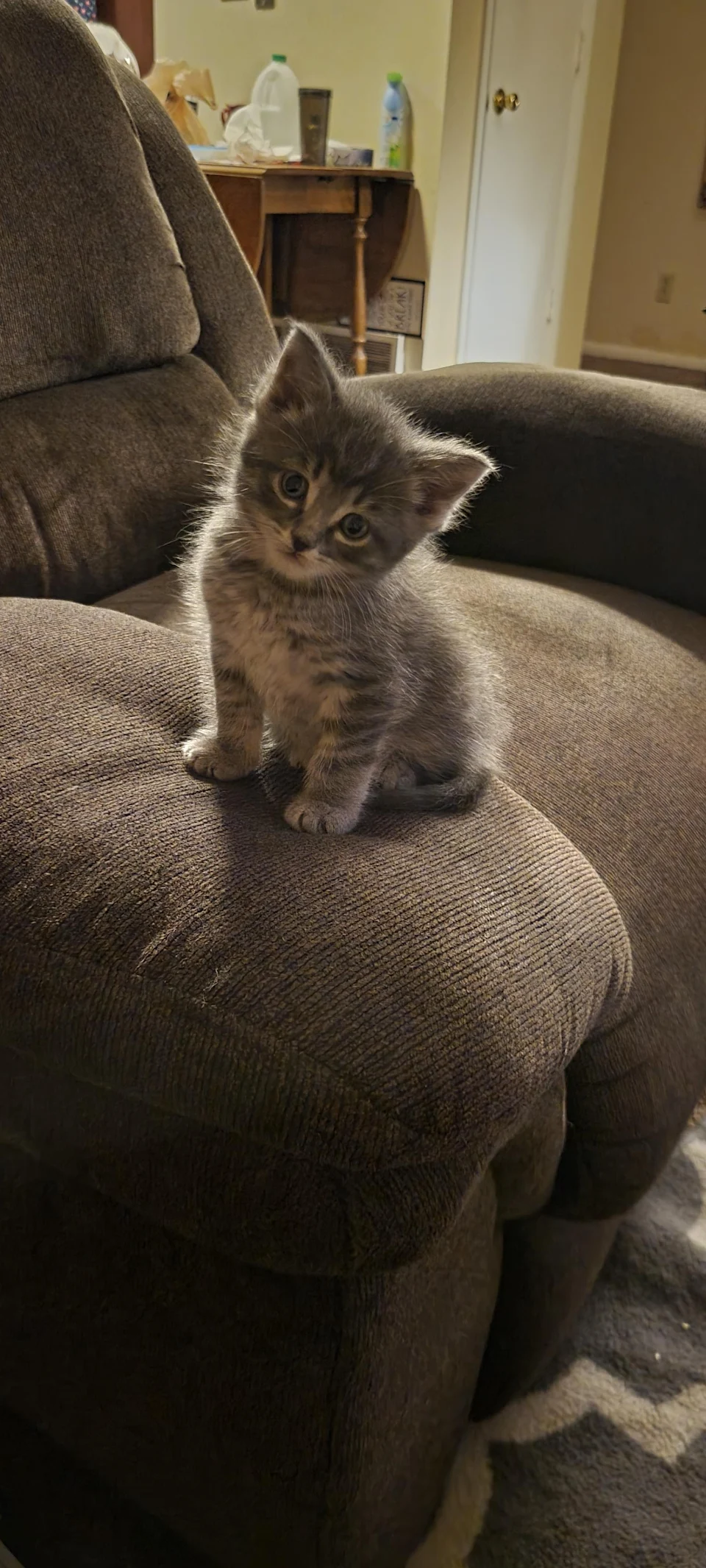 Meet our new cat, Goose!