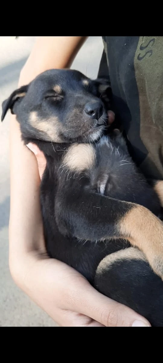 Stray pup fell asleep in my arms