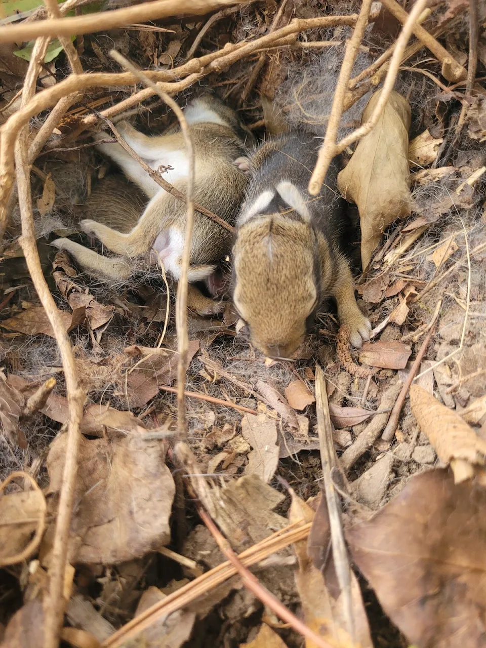 Baby bunnies we found in a nest in my back yard