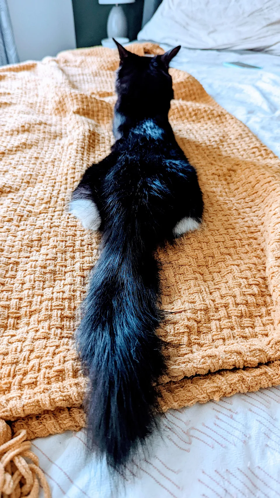 Our new kitten with a fluffy tail