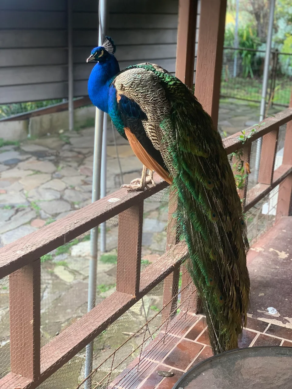 This peacock Landed on the porch of the place I was staying at