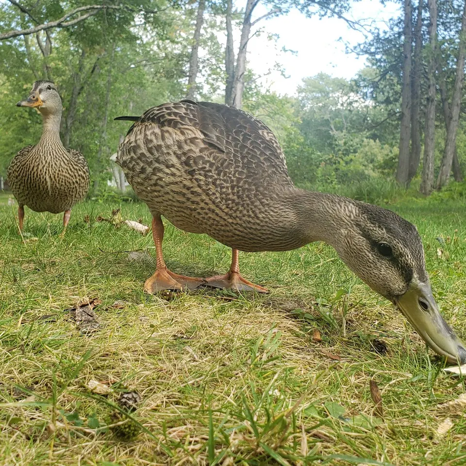 Met some friendly Wild Ducks