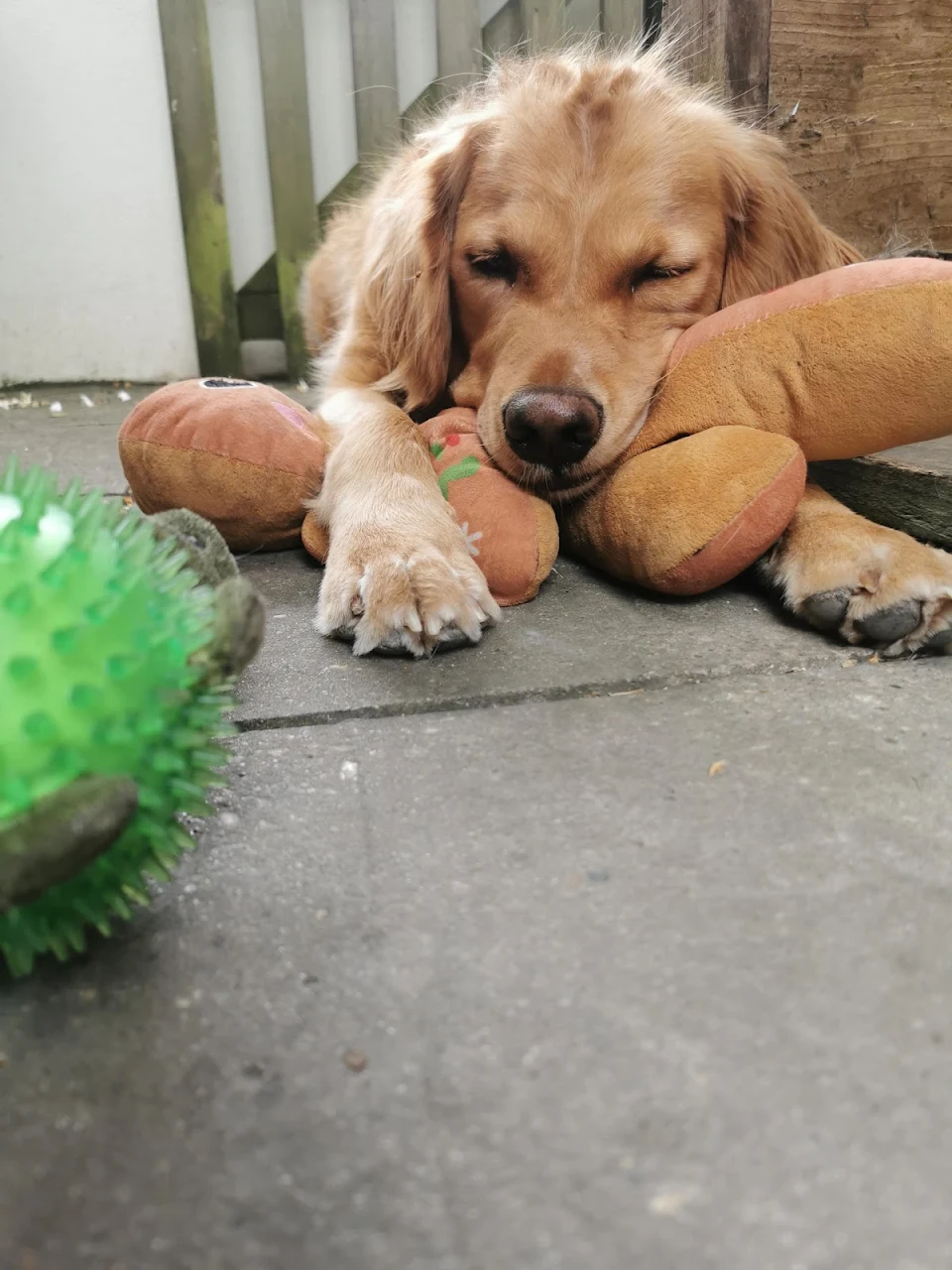 My boy taking a snooze on his favourite toy