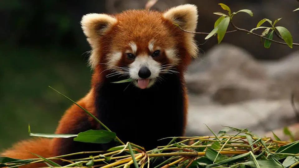 this young red panda