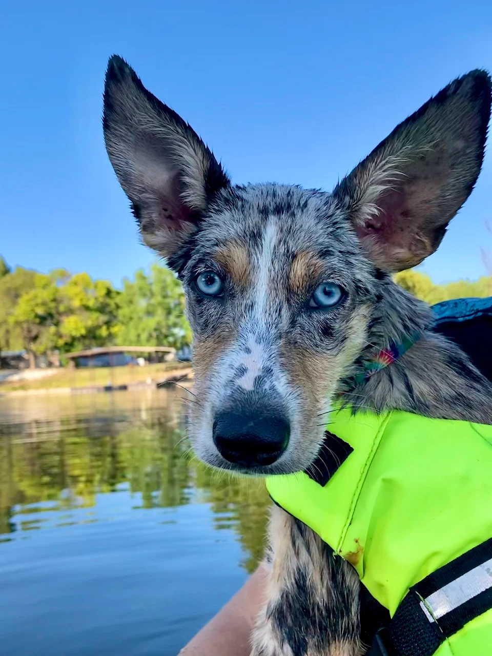 This is Goose. She hates the water.
