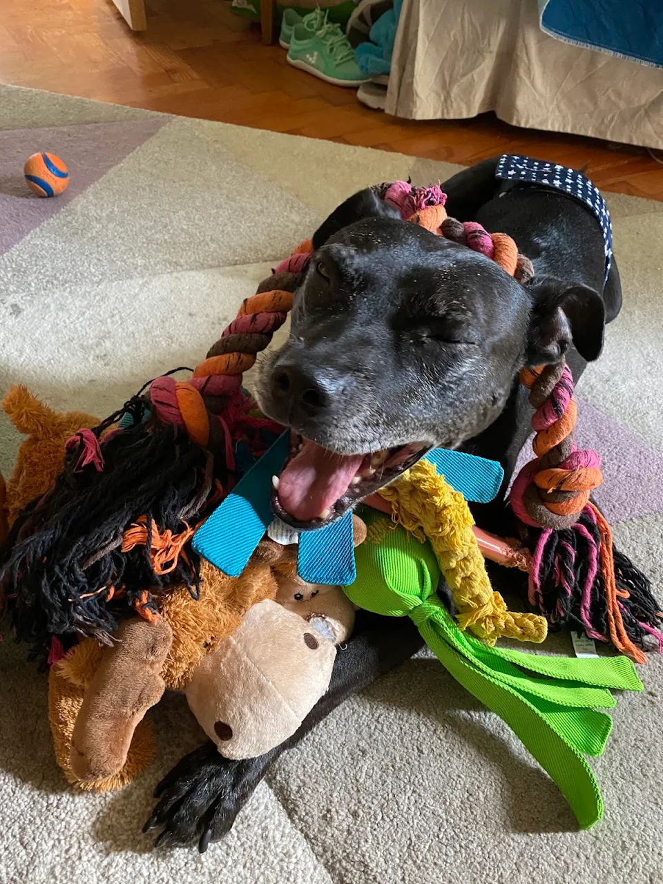 Happy National Dog day. This is Jasper, celebrating with a few toys