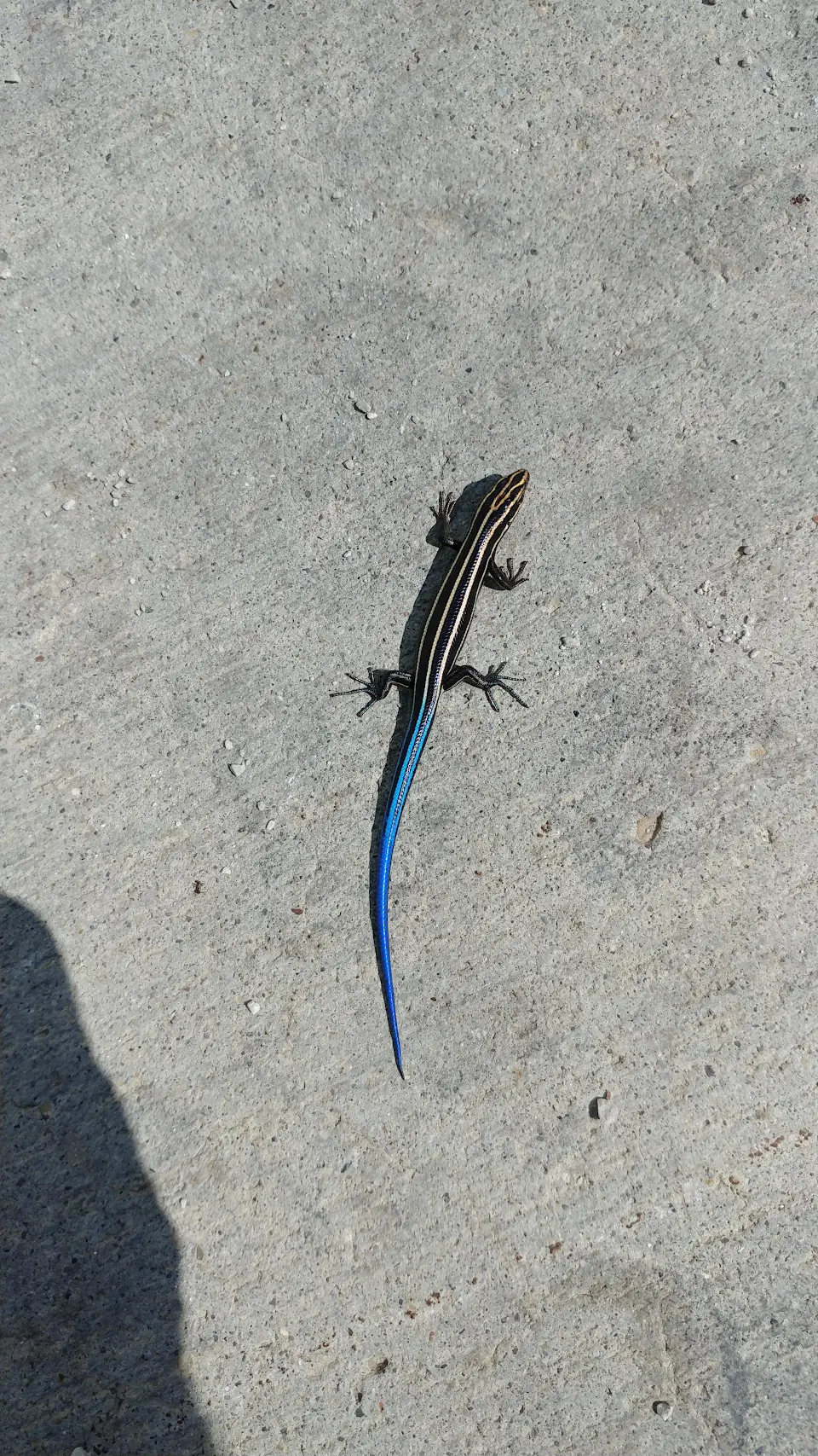 Common 5 line Skink - found at work today in Ohio.