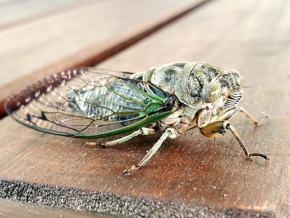 This friendly cicada chilled with me while I drank my morning tea