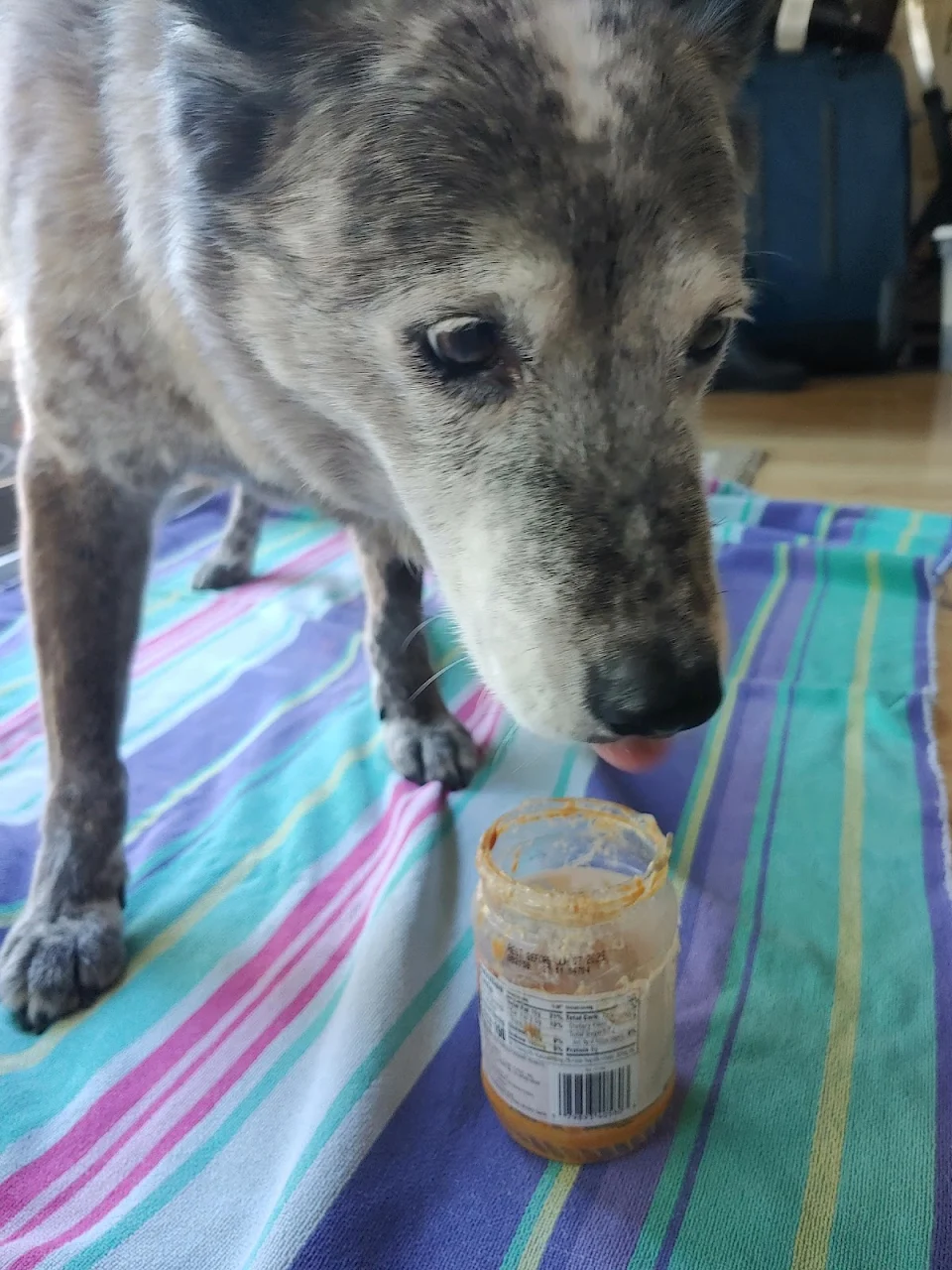 Just an old dog and her pb