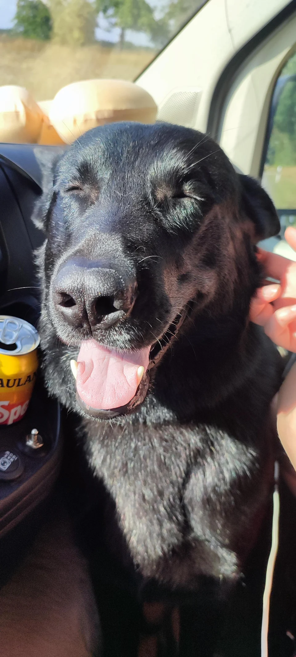 My black German Shepard Dog after a day at the dog beach