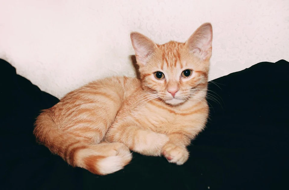 How can orange cats be so beautiful, yet so evil at the same time
