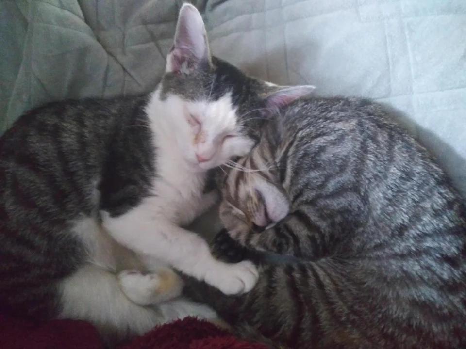 Just wanted to post a picture of my kitties from when I first got them. It made me smile