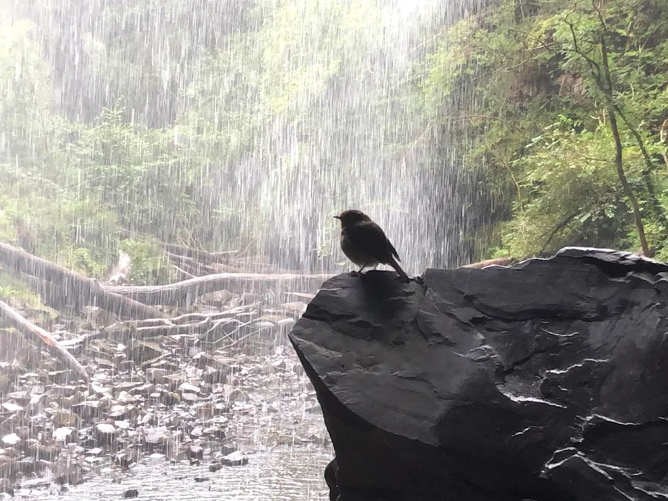 A Robin under Henryd Falls (Used as the bat cave entrance in the Dark Knight Rises).