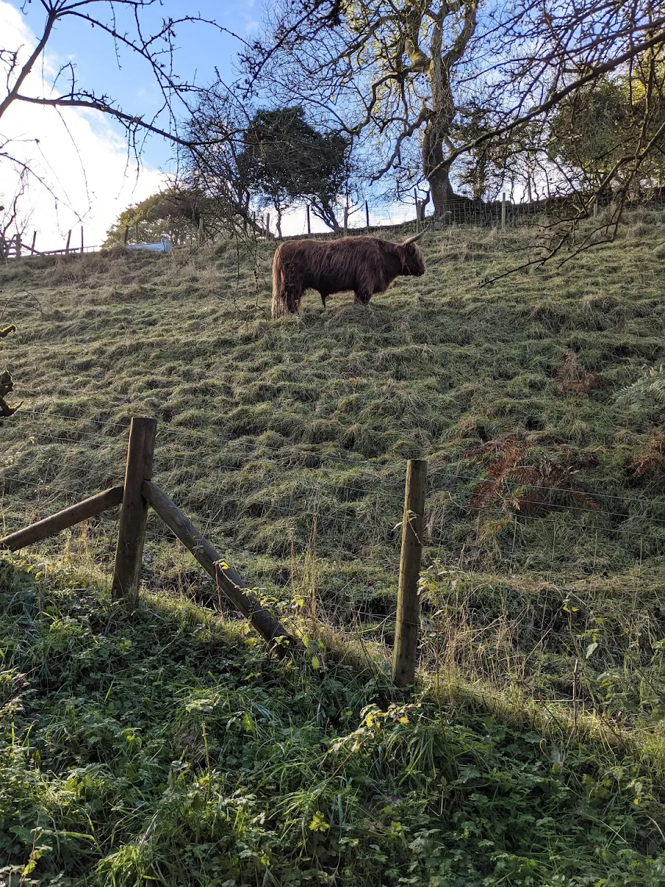 Came across this bull grazing