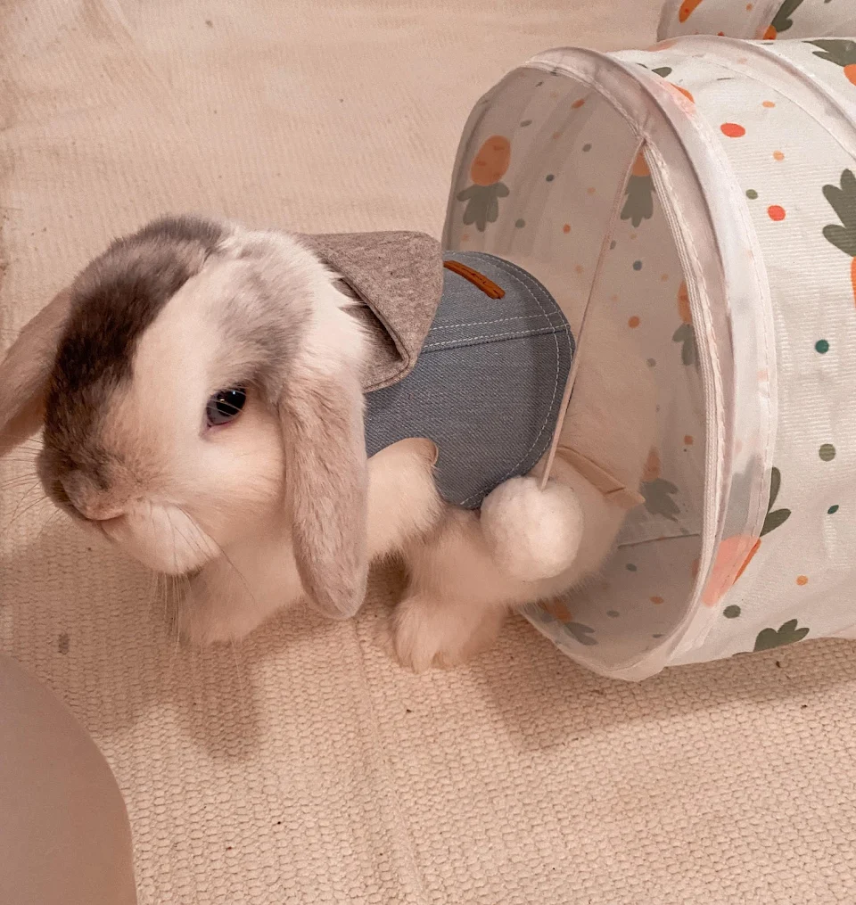 My cute plush looking bunny