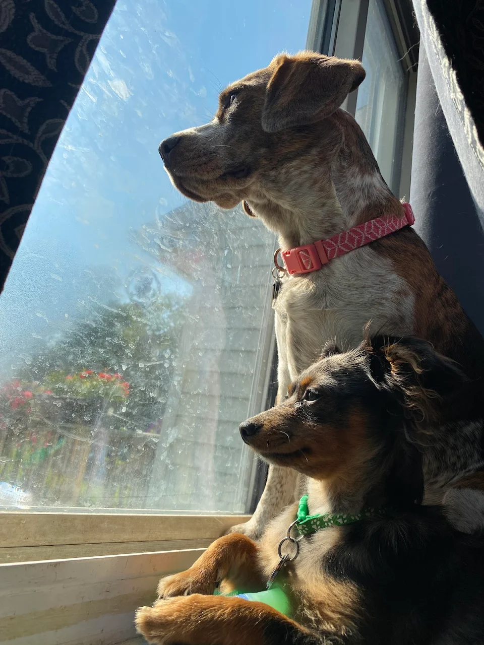 I was told this picture of my dogs turned out rather well. Ignore the nose art.